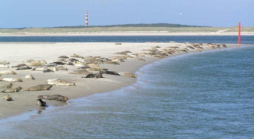 Time-Out Met Zonnig Terras, Eigen Keuken, Dichtbij Dorp, Duinen, Strand En Vuurtoren , Incl Verwarmd Hotel-Zwembad ホルム エクステリア 写真